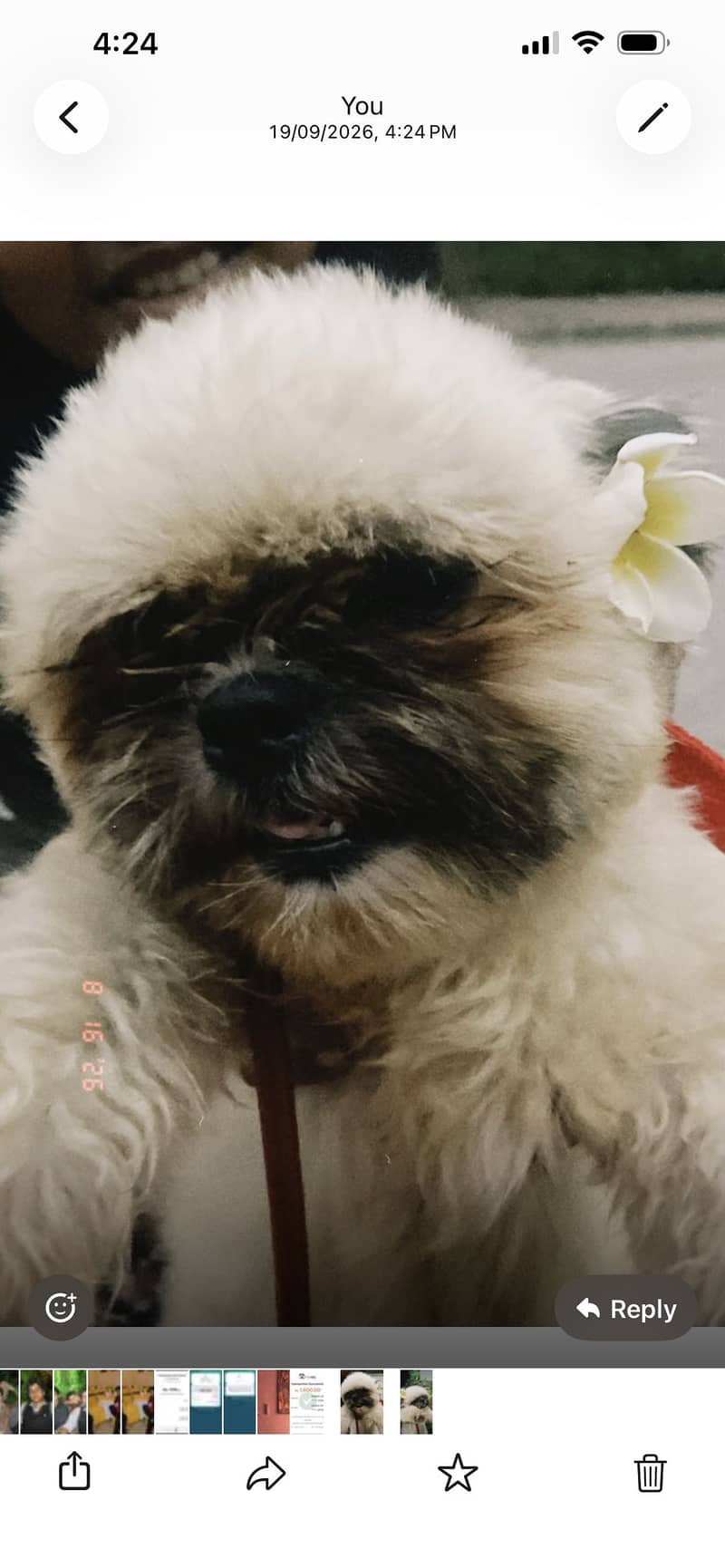 Dog for sale 1