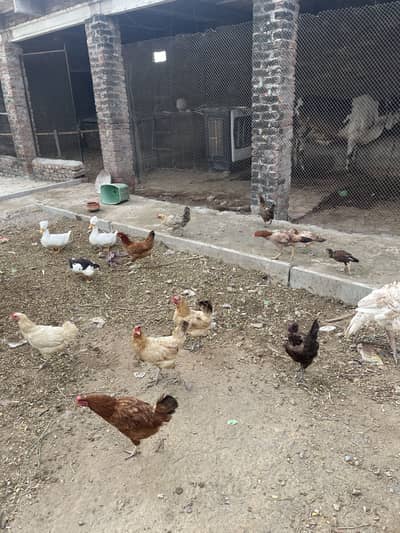 Desi murgiye for sale