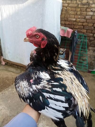 2 Aseel Murgy for sale