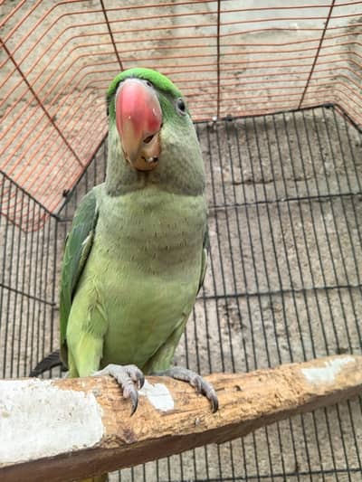 parrot