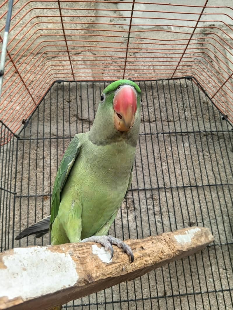 parrot 1