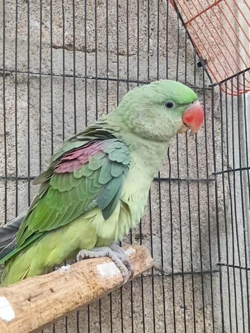 parrot 4