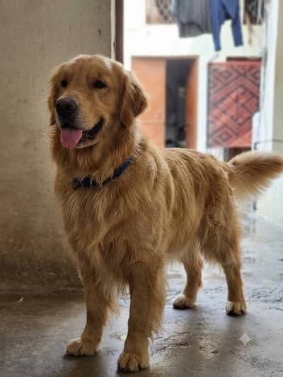 Golden Retriever imported Pkc Pedigree Male