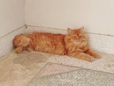 persian cats pair for sale 03077673332