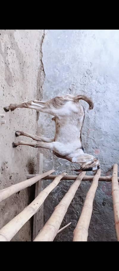 dasi bakra for sale         . . . . . . . . . . . . . .