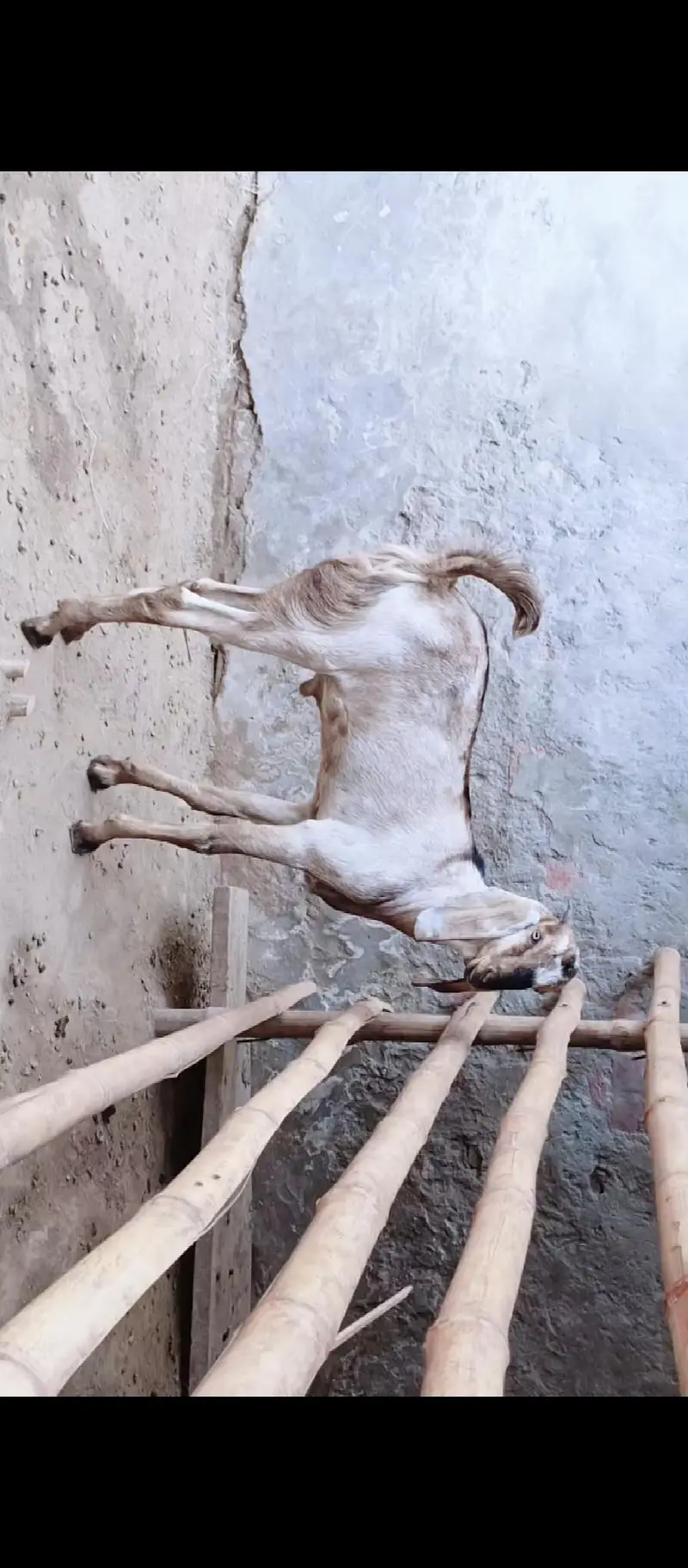 dasi bakra for sale         . . . . . . . . . . . . . .