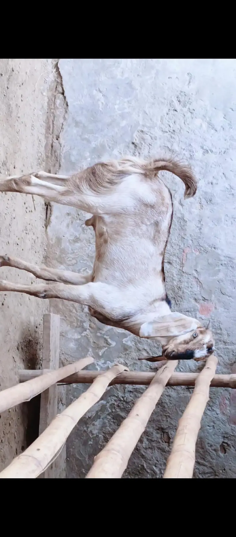 dasi bakra for sale         . . . . . . . . . . . . . . — photo 2