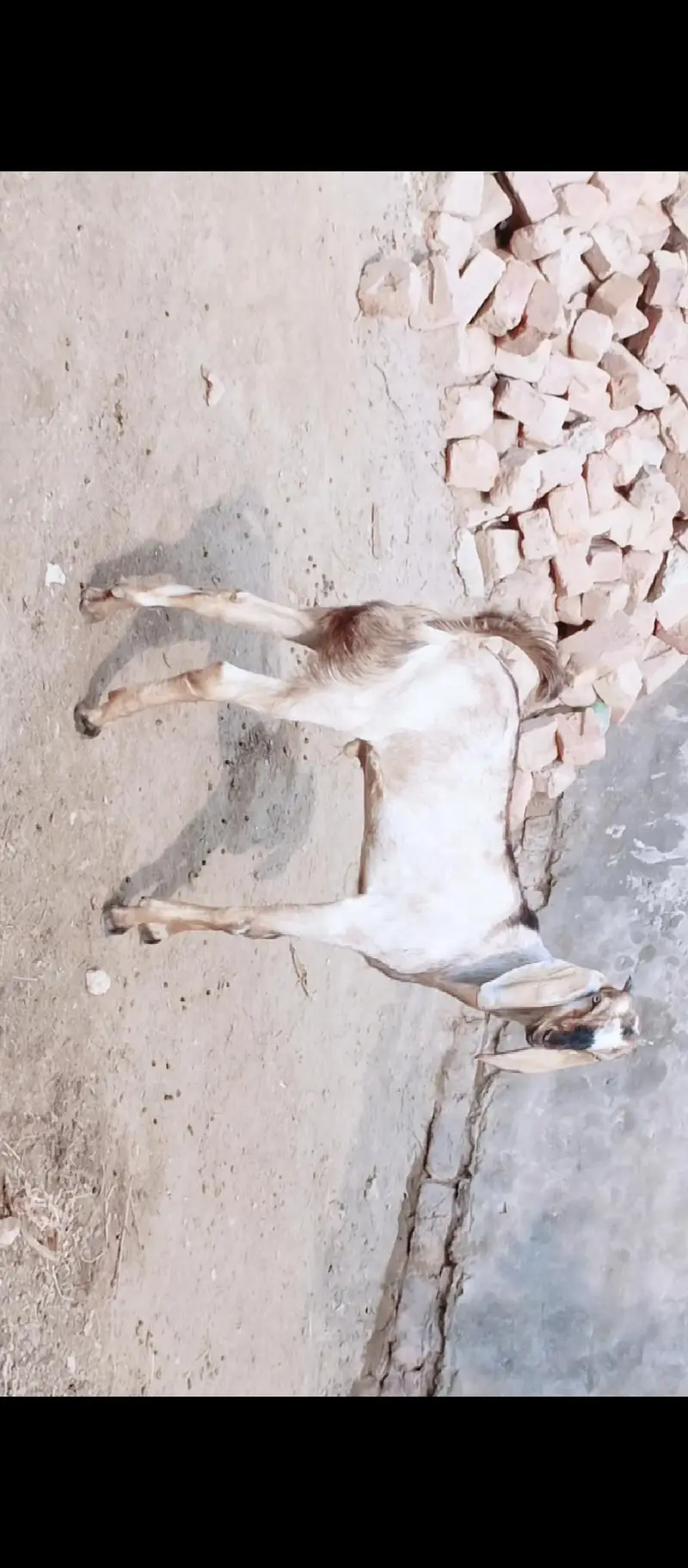 dasi bakra for sale         . . . . . . . . . . . . . . — photo 3