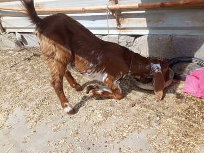 Bakra 3 to 3.5 month