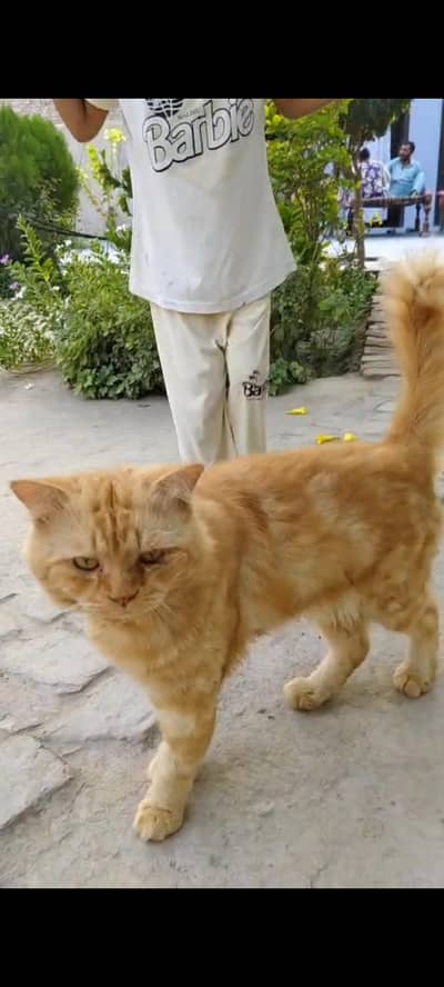 male cate brown color. like a line and Soo beautiful
