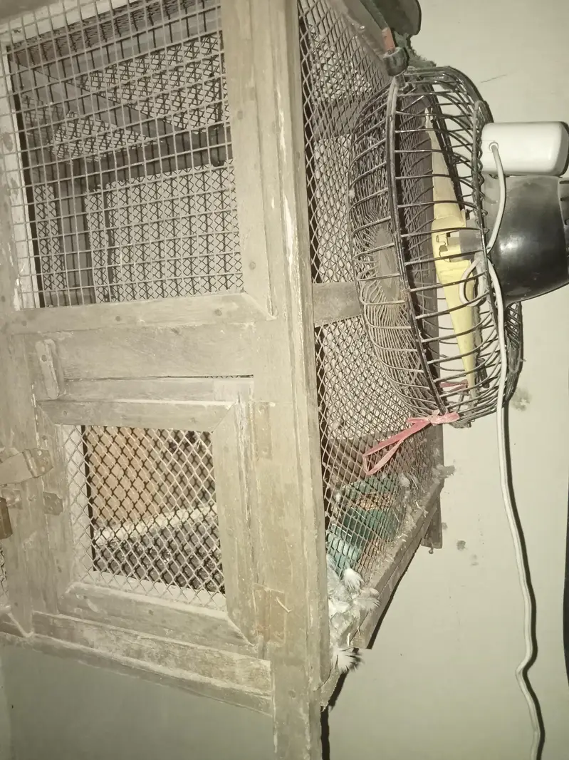 cage for bajri parrot and other parrot with breeding box — photo 2