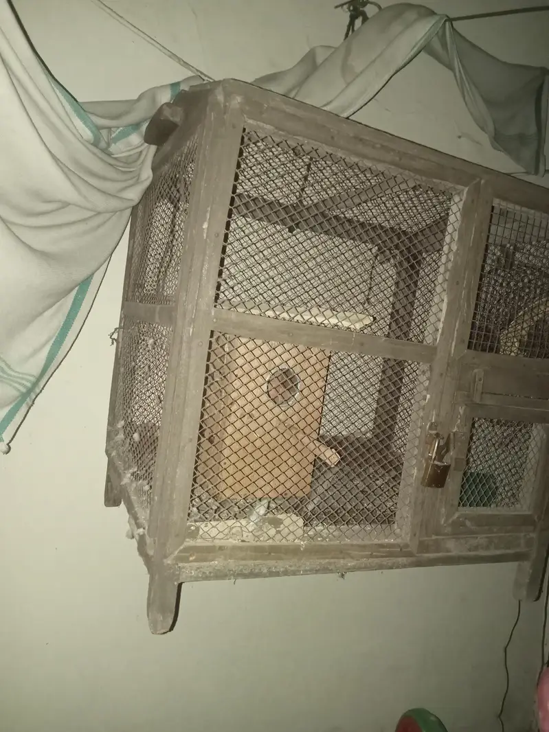cage for bajri parrot and other parrot with breeding box — photo 3