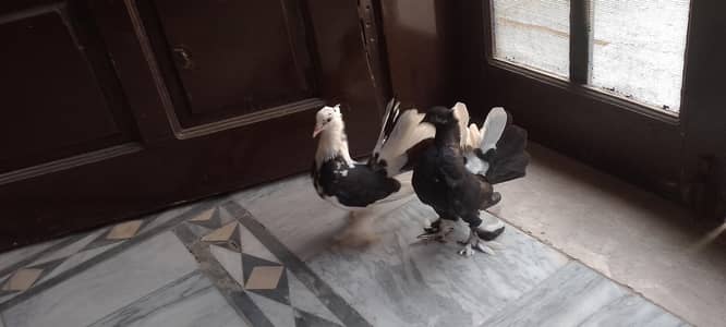 bhacay ha abhi