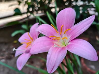 Pink Rain Lily Bulbs - Fresh Garden - Flowering Size - Rawalpindi