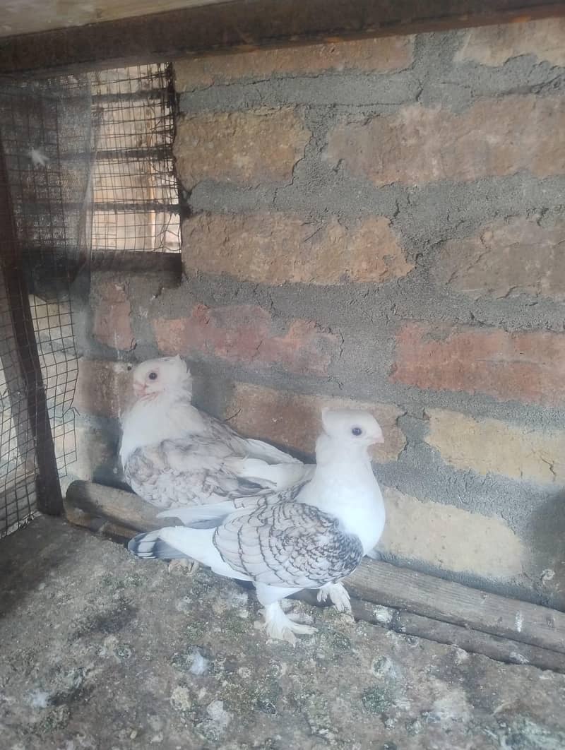 setinat 2