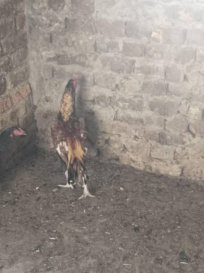 Aseel patha for sale