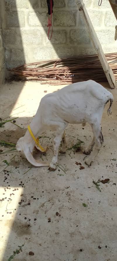 3.5 months sheep larkana breed