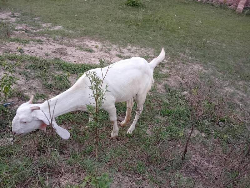 Goats 1