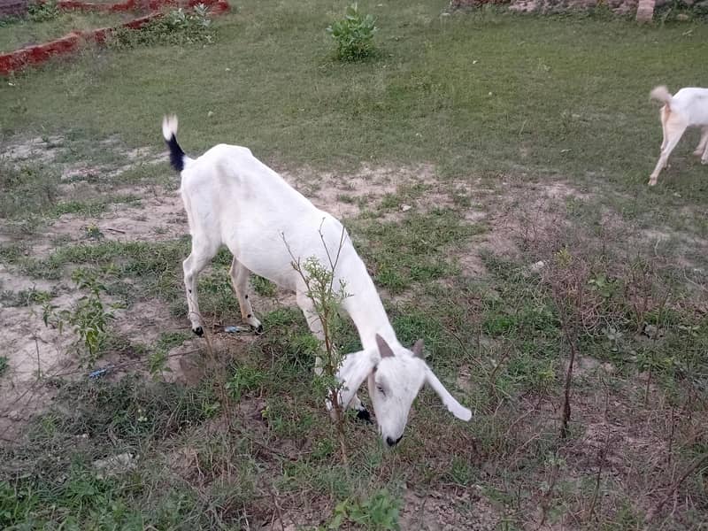 Goats 2