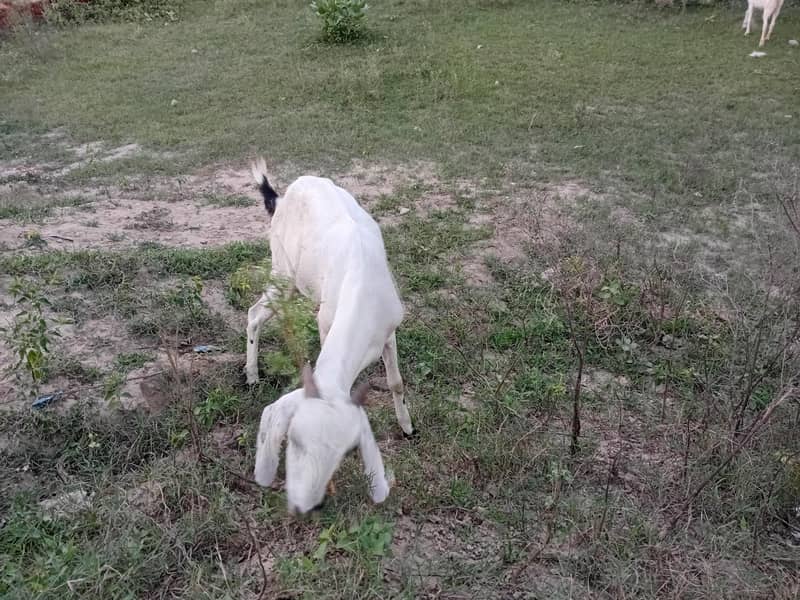 Goats 3