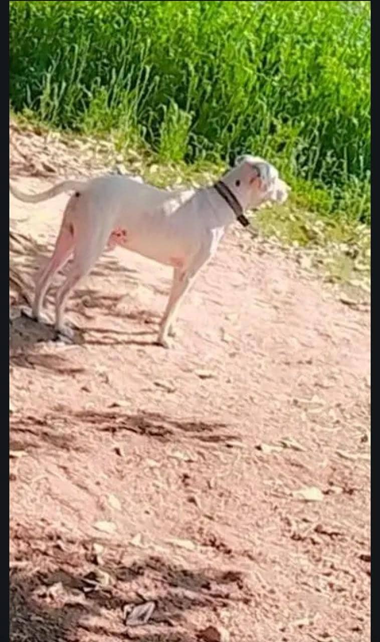 NAME BILLA 0