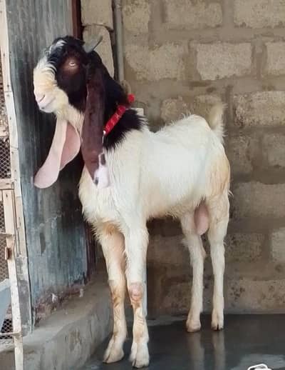 breeder Bakra hai khira white eyes