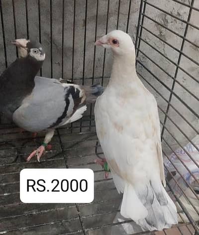 sherazi kabootar 03064124879 Whatsapp number