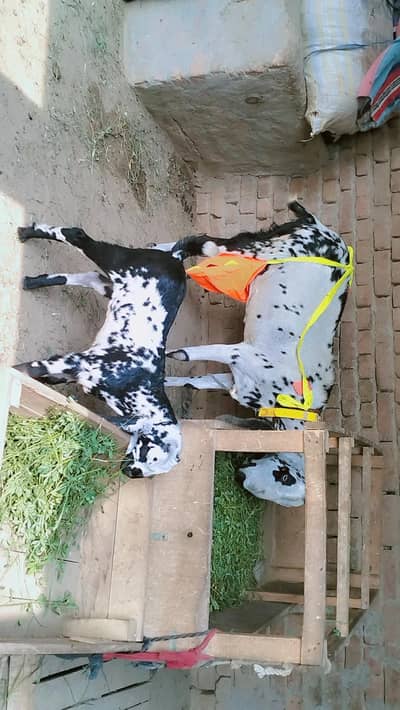 piuer dasi maki chani bakri Sath male bacha