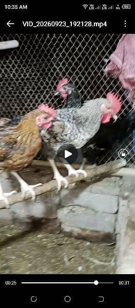 dasi ghr k tyar morgy for sale  almost tyar hn
