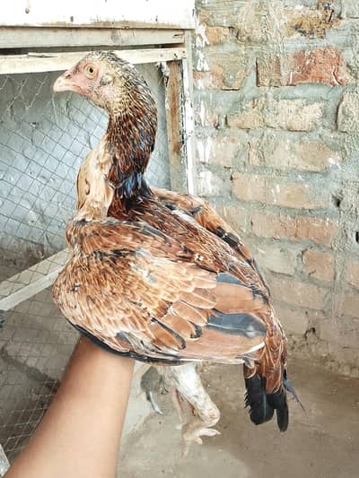 Aseel pathi available