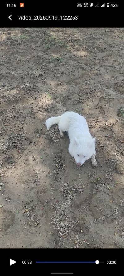 Russian female dogs