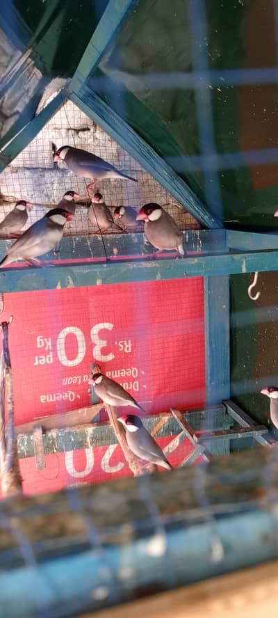 for sale with cage all pkg 20000