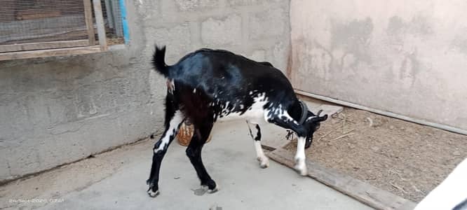 Teddy goats Male & female of same age