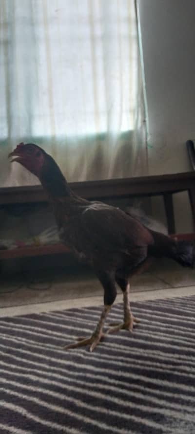 pure aseel hen healthy and active