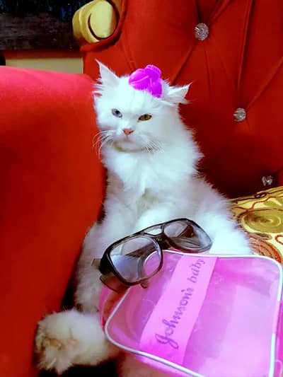 persian odd eyes Cat and kitten for sale