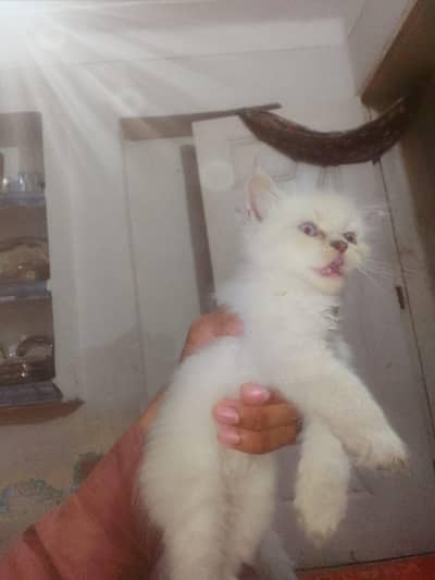 persian double coat.