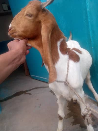 kamori khasi Bakra healthy active