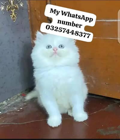 Persion Cat 2 month age for sale