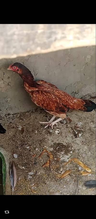 2 female