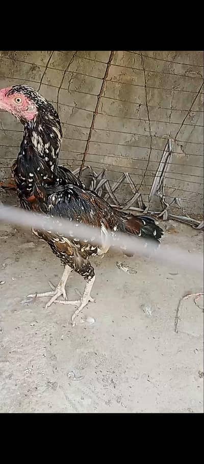 2 female