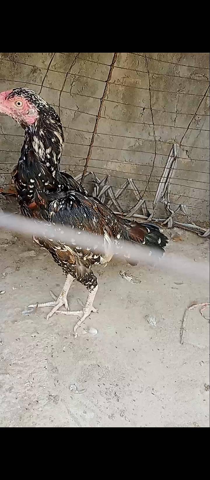 2 female 1