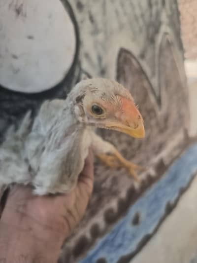 parrotbeak Jura chicks white Madi or black male