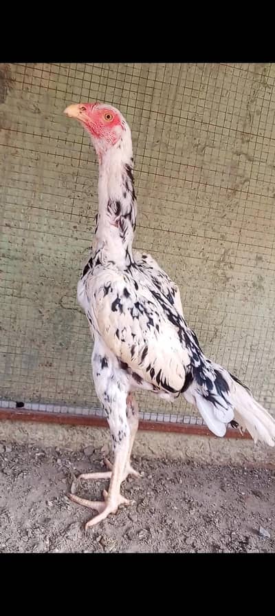 Kamaliya x Japanese Shamo Pair Aseel Patha Murga Murgi 03098573144