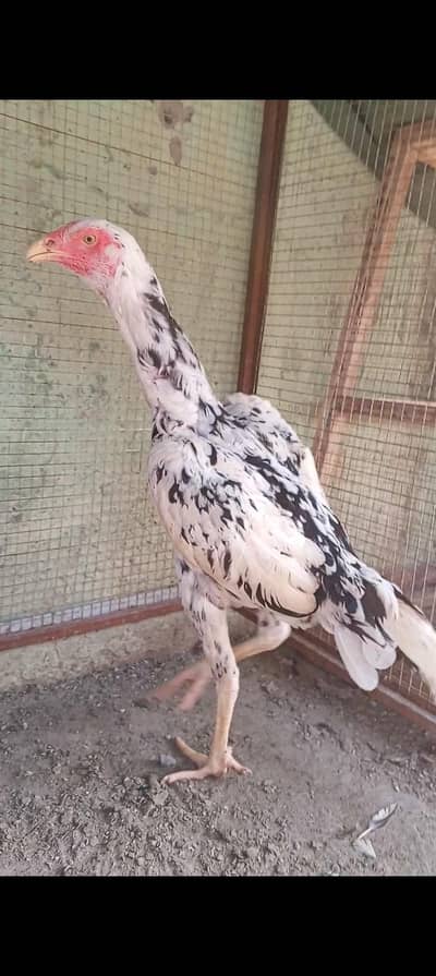 Shamo Aseel Murgi Aseel Hen Madi Murgi 03098573144