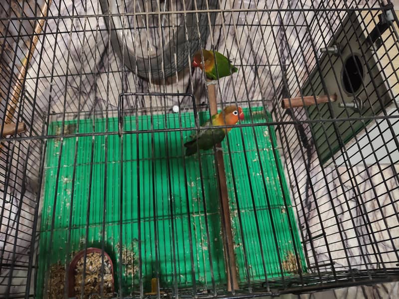 With cage 1