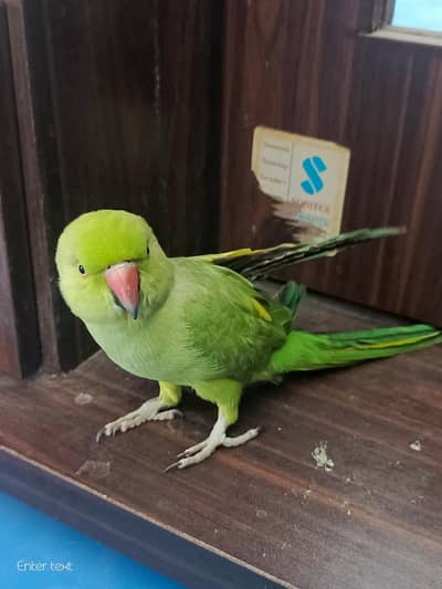 talking parrot