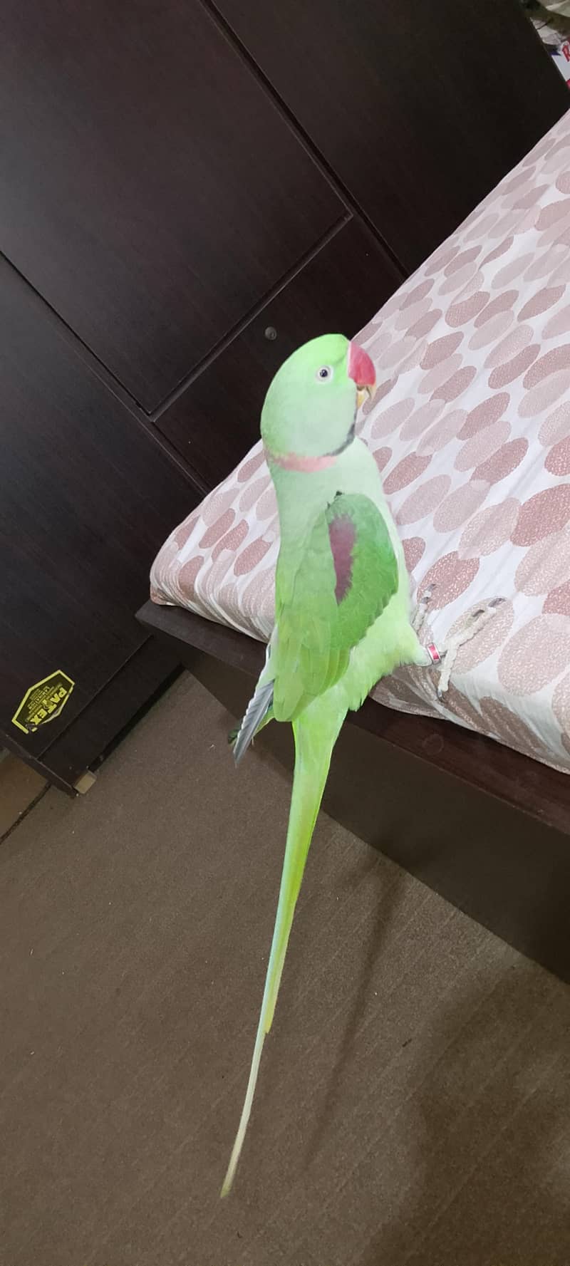 Raw parrots 0