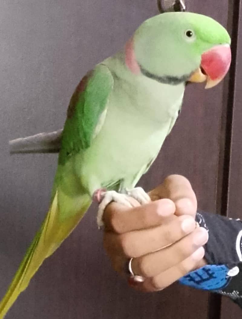 Raw parrots 1