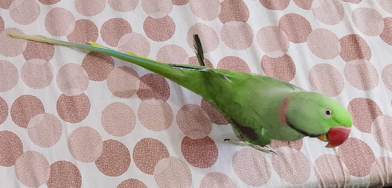 Raw parrots 2