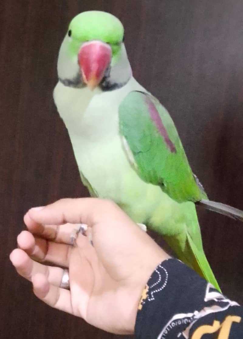 Raw parrots 3